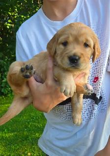 Purebred Golden Retriever Puppy