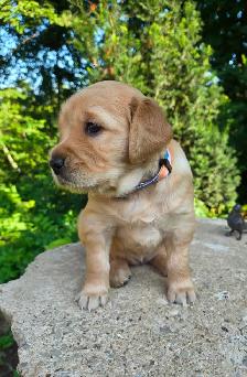 Purebred Golden Retriever Puppy - Photo 2