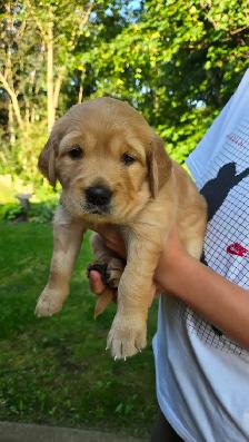 Purebred Golden Retriever Puppy - Photo 3