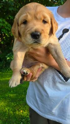 Purebred Golden Retriever Puppy - Photo 4