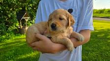 Purebred Golden Retriever Puppy - Photo 5