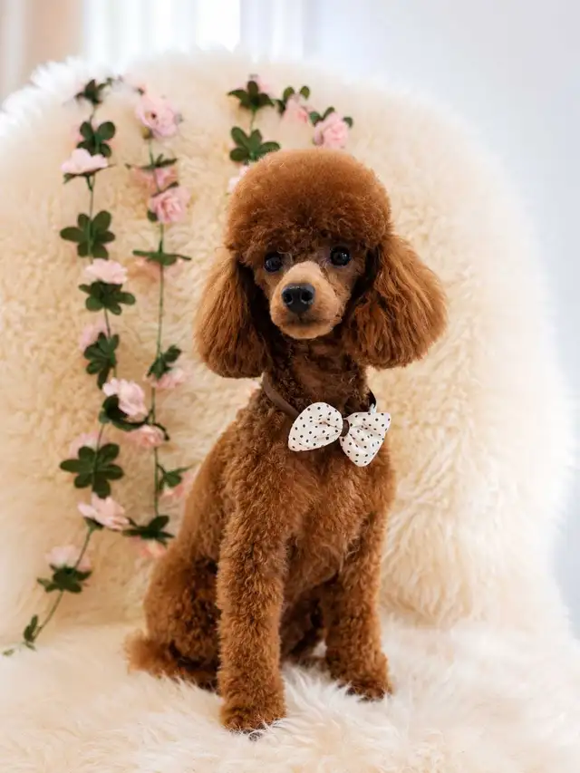 Professional Dog Grooming in NorthYork (Bayview &Sheppard)
