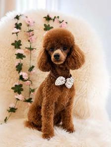 Professional Dog Grooming in NorthYork (Bayview &Sheppard)