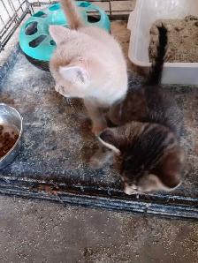 kittens for sale - Photo 2