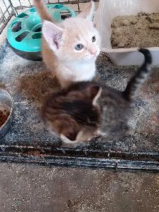 kittens for sale - Photo 4