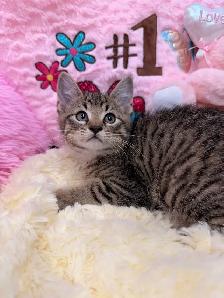❤️Bengal mix kittens -647-317-3197