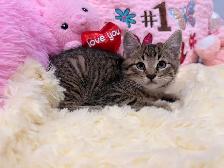 ❤️Bengal mix kittens -647-317-3197 - Photo 2