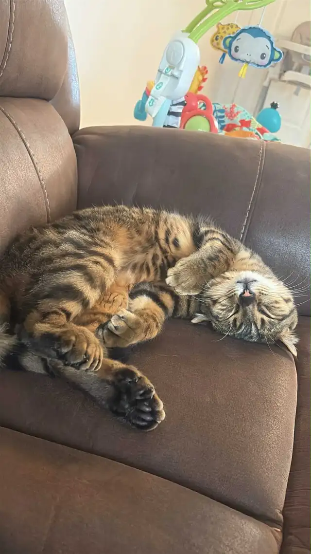 Highland lynx