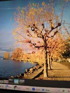 Lakefront Bsmt Bachelor Apartment for Rent in Etobicoke, Toronto