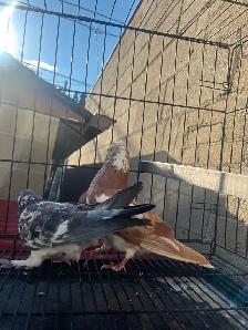 pigeon for sale - Photo 5