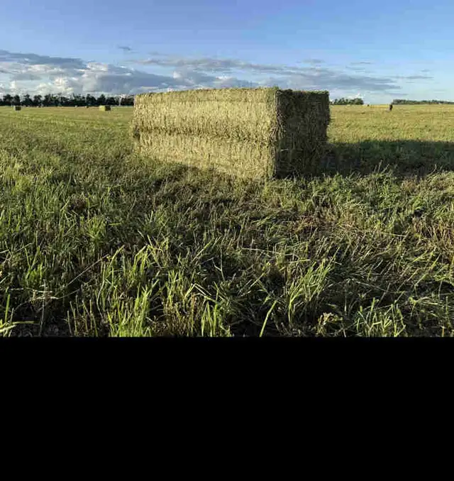 Hay for sale