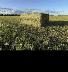 Hay for sale