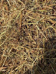 Hay for sale - Photo 3