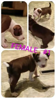10 Gorgeous Pitsky Puppies Ready for Fo