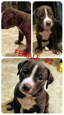 10 Gorgeous Pitsky Puppies Ready for Fo - Photo 2
