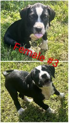 10 Gorgeous Pitsky Puppies Ready for Fo - Photo 3