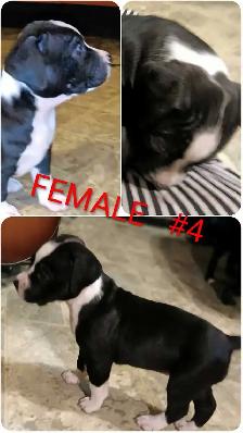 10 Gorgeous Pitsky Puppies Ready for Fo - Photo 4