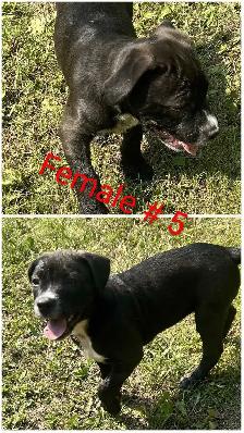 10 Gorgeous Pitsky Puppies Ready for Fo - Photo 5