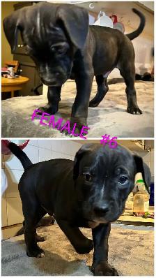 10 Gorgeous Pitsky Puppies Ready for Fo - Photo 6