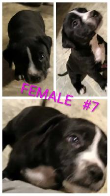 10 Gorgeous Pitsky Puppies Ready for Fo - Photo 7
