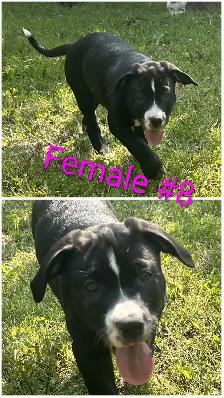 10 Gorgeous Pitsky Puppies Ready for Fo - Photo 8