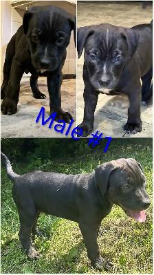 10 Gorgeous Pitsky Puppies Ready for Fo - Photo 9