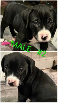 10 Gorgeous Pitsky Puppies Ready for Fo - Photo 10