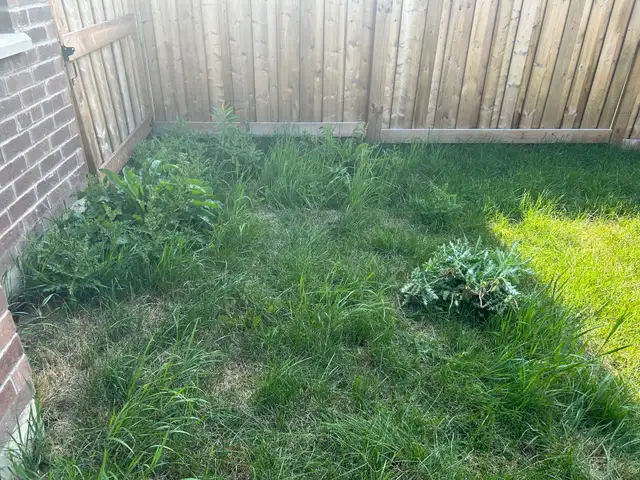 grass cutting & SOD