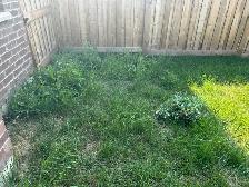grass cutting & SOD