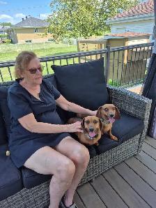 2 femelles beagle âgée de 6 ans