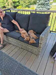 2 femelles beagle âgée de 6 ans - Photo 8