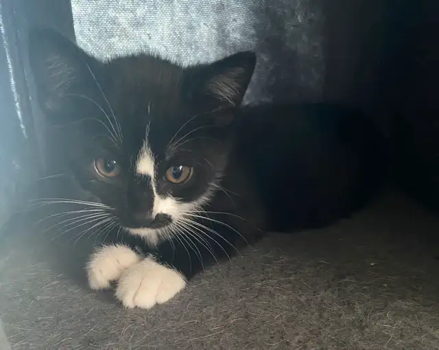 Rehoming cute Kittens