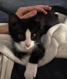 Rehoming cute Kittens - Photo 2