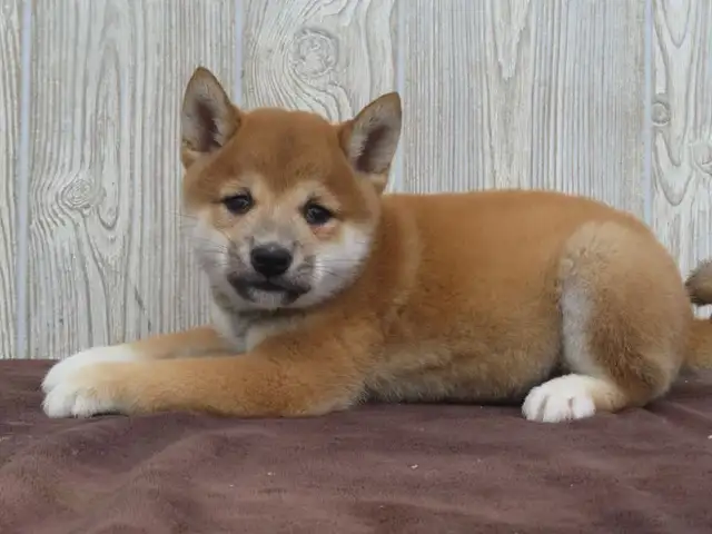 Shiba Inu puppies