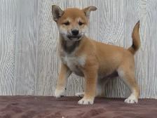 Shiba Inu puppies - Photo 7