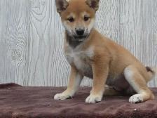 Shiba Inu puppies - Photo 8