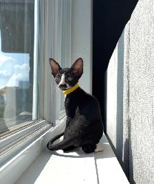 chatons rex cornish - Photo 2