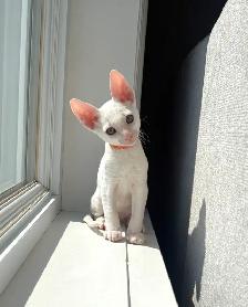 chatons rex cornish - Photo 3