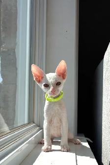 chatons rex cornish - Photo 4