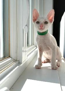 chatons rex cornish - Photo 5