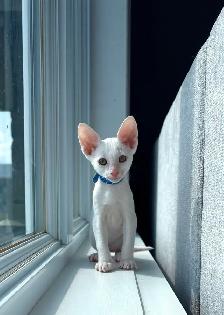 chatons rex cornish - Photo 6