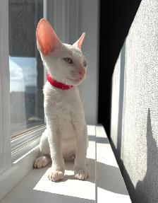 chatons rex cornish - Photo 7