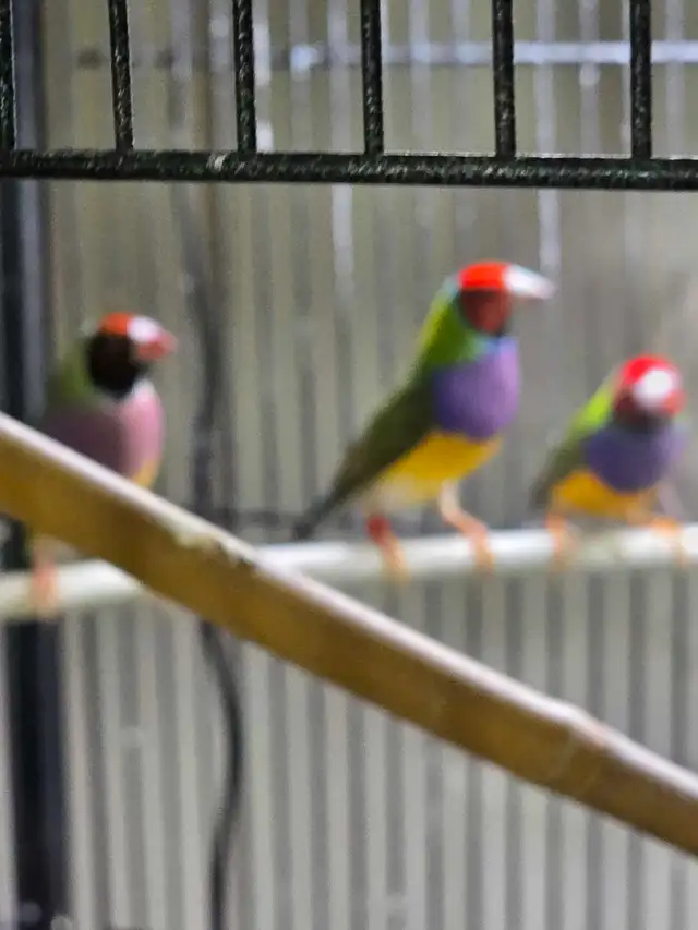 Eleveurs de diamants de goulds multicolores