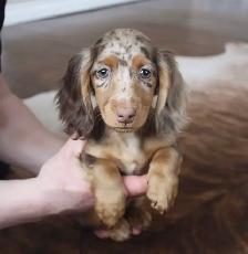 CKC reg’d Miniature Longhaired Dachshunds