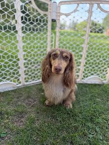 CKC reg’d Miniature Longhaired Dachshunds - Photo 2