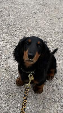 CKC reg’d Miniature Longhaired Dachshunds - Photo 4