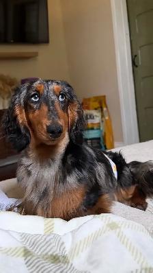 CKC reg’d Miniature Longhaired Dachshunds - Photo 6