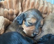 CKC reg’d Miniature Longhaired Dachshunds - Photo 7