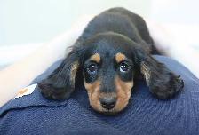 CKC reg’d Miniature Longhaired Dachshunds - Photo 9