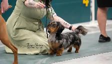 CKC Reg’d Miniature Longhaired Dachshunds - Photo 2